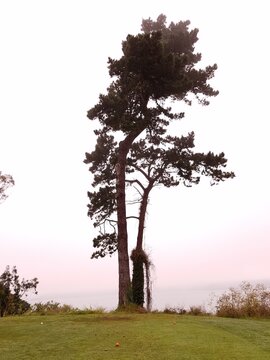 tree in the morning fog