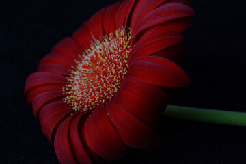red gerbera flower macro in the dark