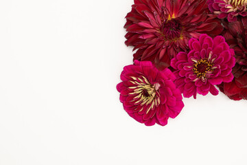 Vibrant dahlia floral flat lay with copy space