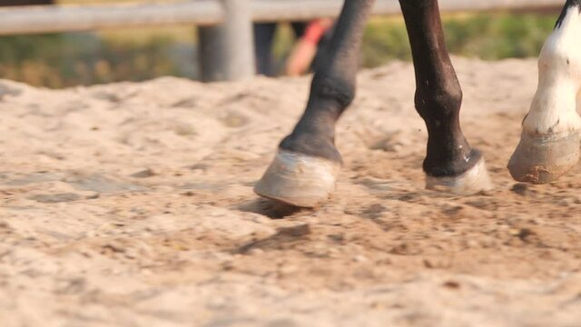Horse foot gallop detail running in slow motion and spreading sand
