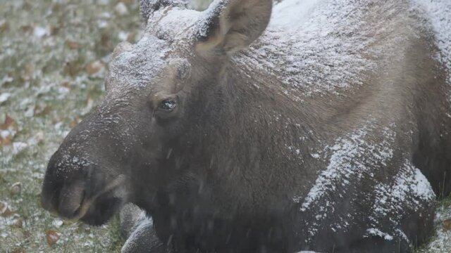 Young Alaska bull moose sitting in a snowstorm