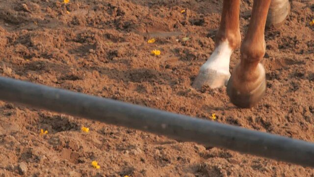 Brown and white horse legs galloping