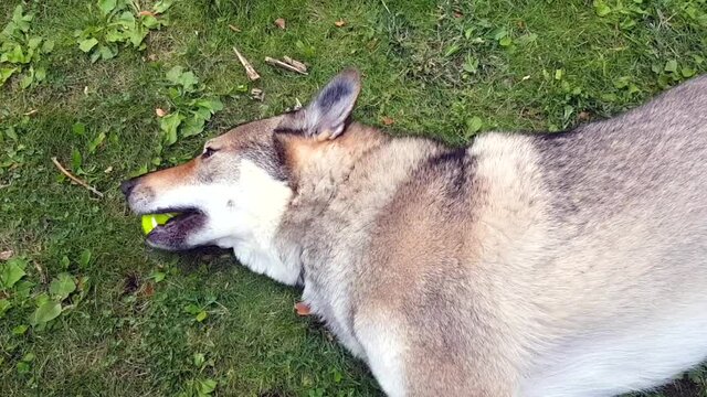  A dog playing with the ball in the green field