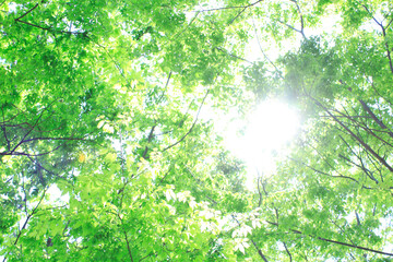 Fototapeta na wymiar 樹木の新緑と眩しい太陽