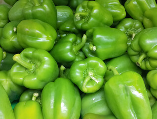 Plakat Fresh green paprika peppers farm harvest. Sweet green peppers capsicum background. Harvesting.