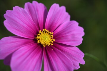 Fototapeta premium ピンクのコスモス