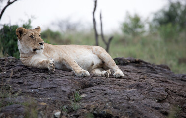 A Lion (panthers leo) in the early evening on a rock in northern Kenya.