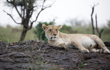 A Lion (panthers leo) in the early evening on a rock in northern Kenya.