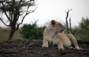 A Lion (panthers leo) in the early evening on a rock in northern Kenya.