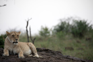 A Lion (panthers leo) in the early evening on a rock in northern Kenya.