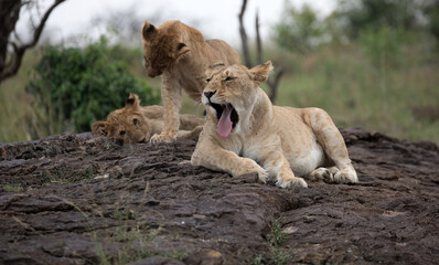 Fototapeta na wymiar A Lion (panthers leo) with cubs in the early evening on a rock in northern Kenya.