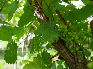 Grapes hang on a branch. Summer. Close