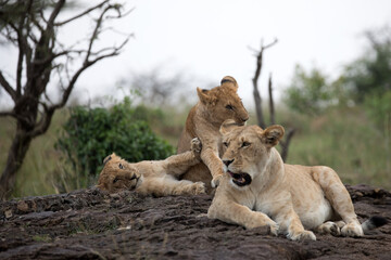 Fototapeta na wymiar A Lion (panthers leo) with cubs in the early evening on a rock in northern Kenya.