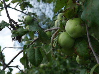 green apples on a tree