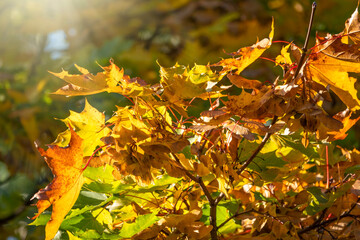 Maple branches with yellow leaves in autumn, in the light of sunset.