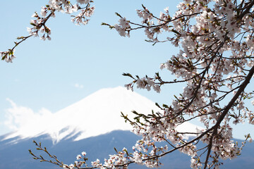富士山と桜