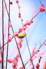 梅とメジロ