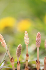 ツクシとタンポポ