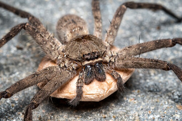 Macro shot spider on its  egg sac. Closeup wildlife insect.