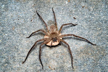 Macro shot spider on its  egg sac.