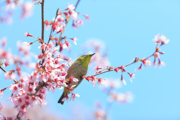 オカメザクラとメジロ