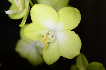 Fototapeta premium Flower