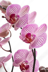 Fototapeta na wymiar Orquídeas, Flores 