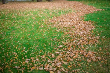 Obraz premium Autumn yellow leaves lie beautifully on the green grass.