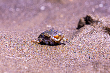Up close photo of a mole (sand) crab (Emerita talpoida) with red eggs on it