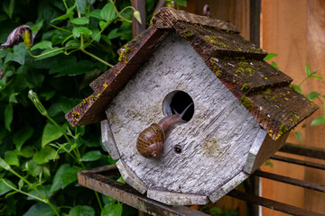 A snail crawls into the small wooden birdhouse.