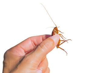 Hand holding cockroach isolated on white background with clipping path