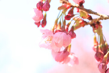 ヨウコウザクラ