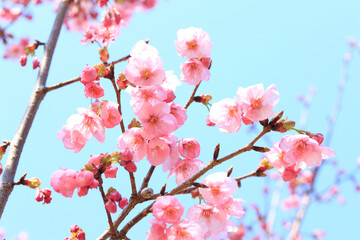 ヨウコウザクラ