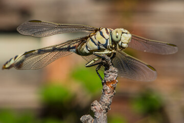 Dragonfly Lindenia tetraphylla  in summer