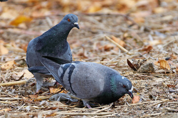 City pigeons search for food in the fallen leaves on the river Bank