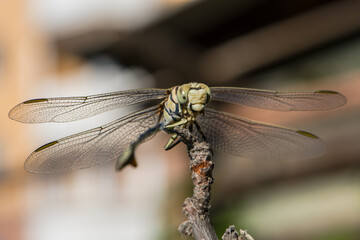 Dragonfly Lindenia tetraphylla  in summer