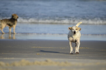 Dog on the beach