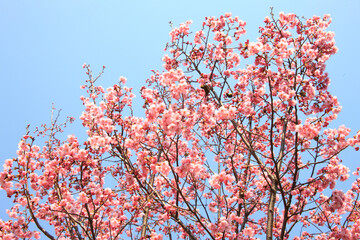 ヨウコウザクラ