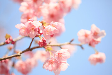 Obraz premium ヨウコウザクラ