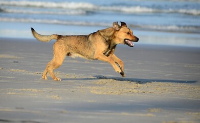 Dog on the beach