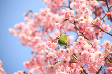 ヨウコウザクラとメジロ