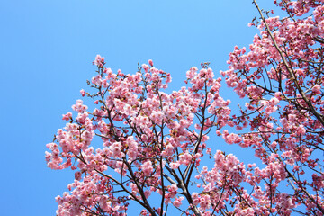 ヨウコウザクラ