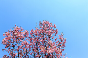 ヨウコウザクラ