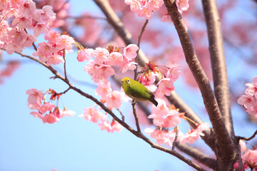 ヨウコウザクラとメジロ