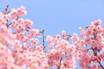 ヨウコウザクラ