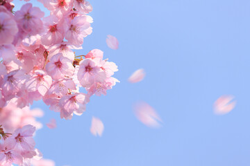 ヨウコウザクラの散る花びら