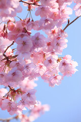 ヨウコウザクラ