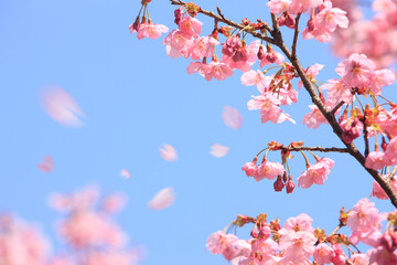 ヨウコウザクラの散る花びら