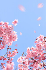 ヨウコウザクラの散る花びら