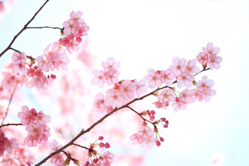 ヨウコウザクラ